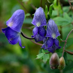 Aconitum Seeds - Plant World Seeds