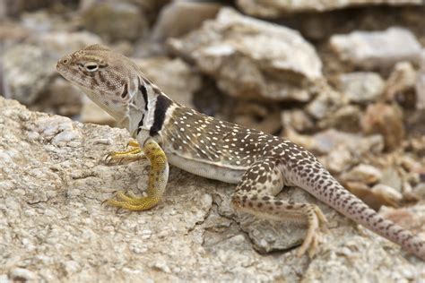 _92W9416 Eastern Collared Lizard | Female Eastern Collared L… | Flickr