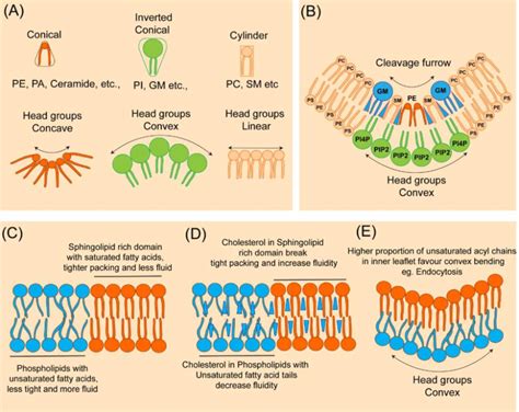 Chemical and physical properties of lipids and their influence on... | Download Scientific Diagram