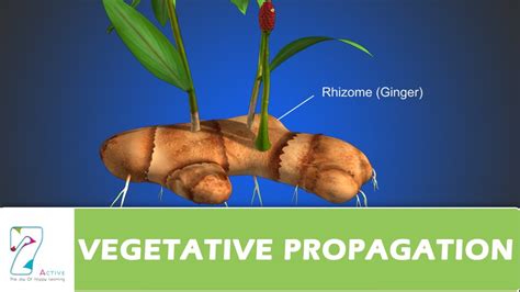 VEGETATIVE PROPAGATION - YouTube