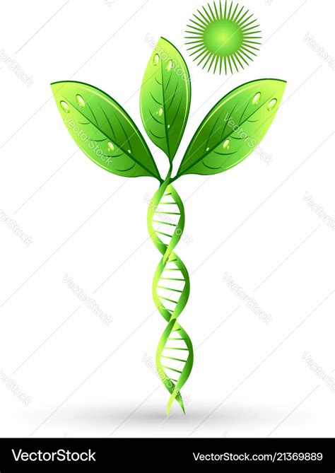 Natural dna plant concept can refer Royalty Free Vector