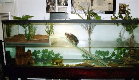 Image Aquatic Turtle Habitat, Aquatic Turtle Tank, Turtle Aquarium, Aquatic Turtles, Turtle Pond ...