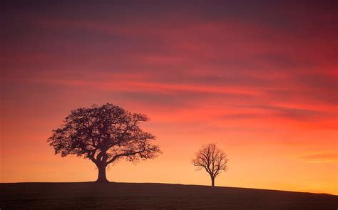 HD wallpaper: nature, sky, sunrise, tree | Wallpaper Flare