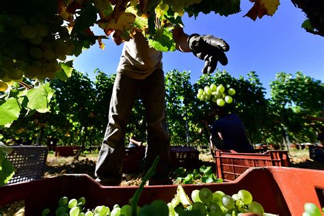 How Climate Change Is Affecting France's Wine Industry | Time