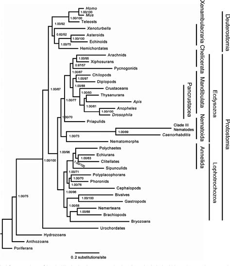 Phylogeny Of Animals