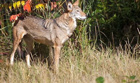 Red Wolf - Endangered Species - Endangered Wonders