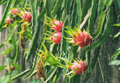 Everything about Dragon Fruit Plant Care | Dragon Fruit Cutting