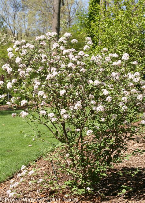 Viburnum - Spice Girl® - Korean Spice Viburnum - Viburnum carlesii ...