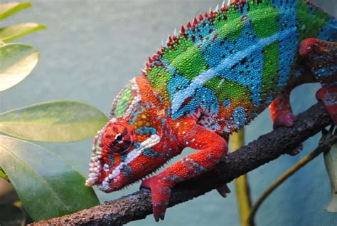 Top 10 Coolest Lizards In The World | World's Top Insider