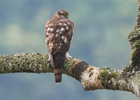 Eurasian Sparrowhawk | The Peregrine Fund