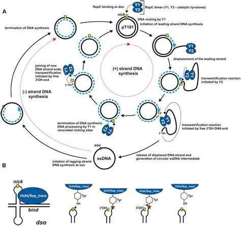 Frontiers | The Different Faces of Rolling-Circle Replication and Its ...