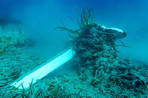 Posidonia oceanica Restoration Project - Archipelagos