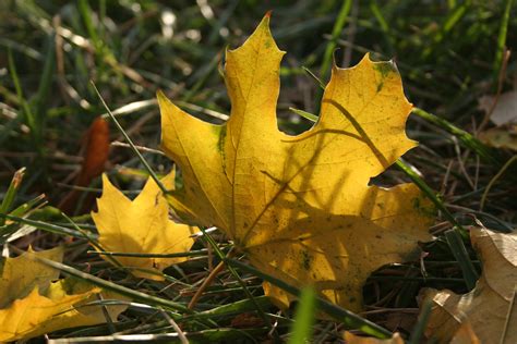 Maple, Norway | Nebraska Forest Service