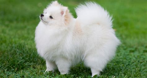 Pomeranian Dog Breed: Essential Facts, Temperament and Care Info