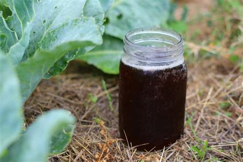 How to Make Compost Tea • The Prairie Homestead