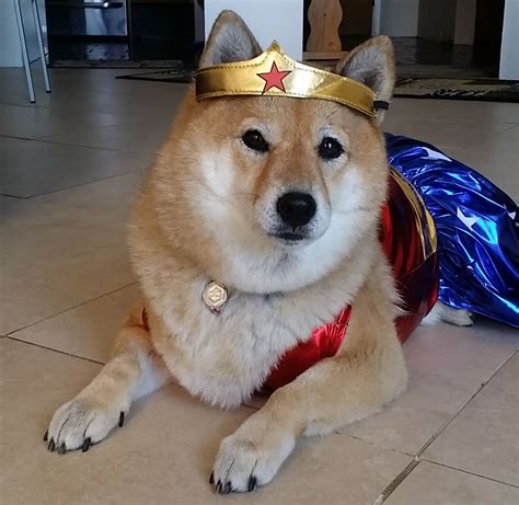 Best Costumes For Shiba Inus! - My First Shiba Inu