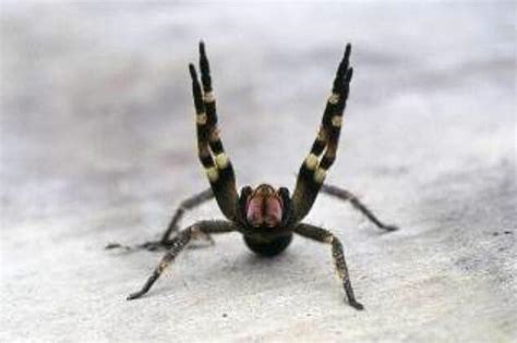 Myth: Deadly Australian/Brazilian spiders | Burke Museum