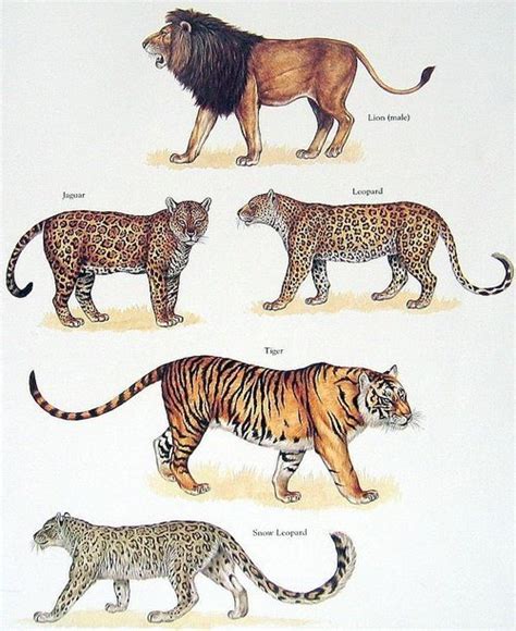 Big Cats Poster (5 - includes the "Big Cats" + the Snow Leopard. ("Kingdom of the Cats ...