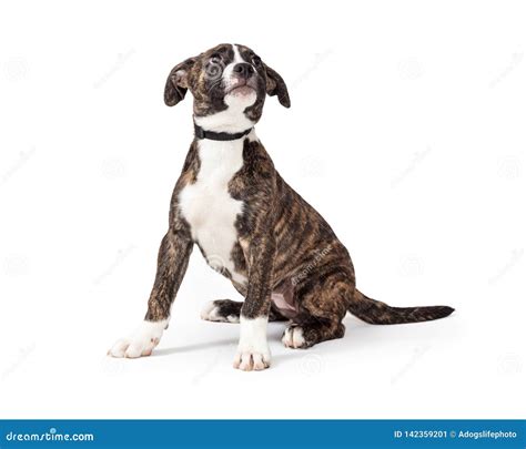 Brindle and White Pit Bull Puppy Dog Sitting Stock Image - Image of domestic, brindle: 142359201