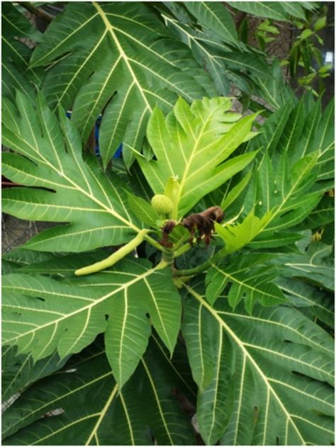 Sukun (Artocarpus altilis) Pohon Maluku. Penyebaran, Pemanfaatan dan Budidaya - IRWANTO ID