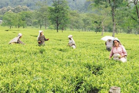 Luxmi Tea, M.K. Shah exports seen buying McLeod Russel tea estates