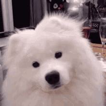 Confused Dog GIFs | Tenor