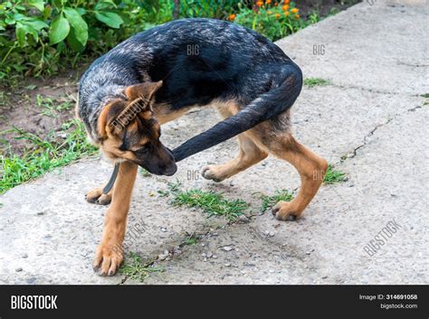 Young German Shepherd Image & Photo (Free Trial) | Bigstock