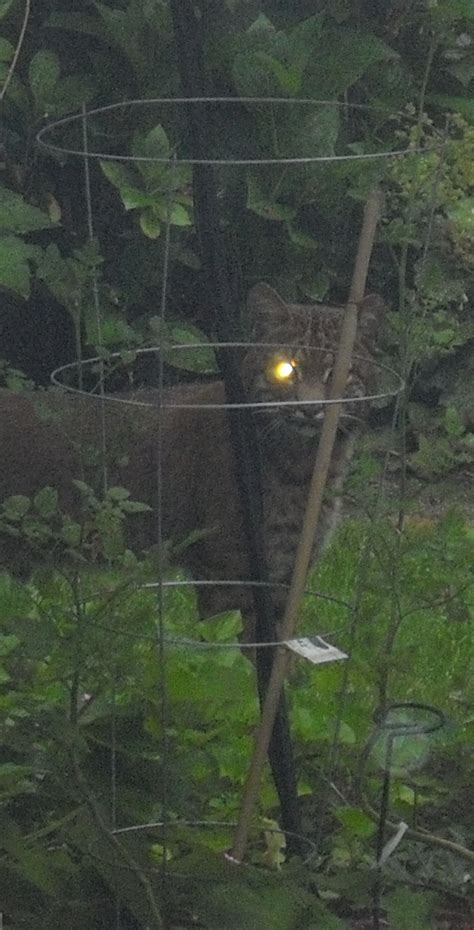 bobcat in our backyard | Wildlife, Backyard, Bobcat