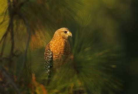 Red-Shouldered Hawk • Florida Wildlife Federation