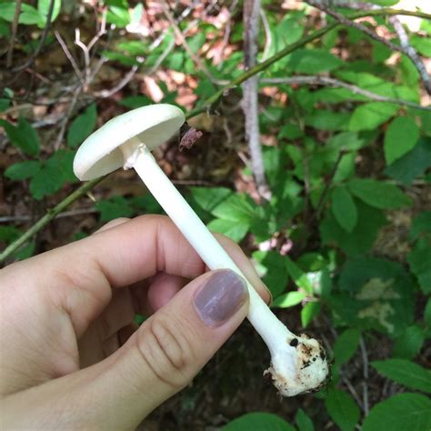 Destroying Angel Mushroom Identification