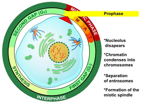 Prophase Procariotic Mitosis Clip Art at Clker.com - vector clip art ...