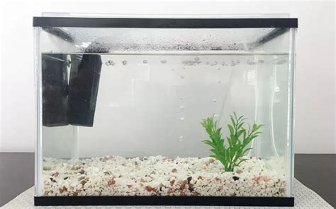 20 Gallon Tank Dimensions: Comprehensive Guide - AquariumNexus