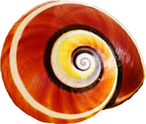 Snail Clipart Snail Shell - Snail Shell Clipart - Png Download - Large Size Png Image - PikPng