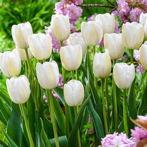 Buy Clearwater Late Blooming Tulip | Spring Bulbs | Breck's