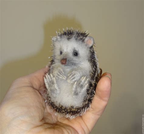 baby hedgehog | Baby hedgehog, Hedgehog, Pet toys