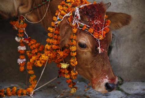 Diwali celebrations dazzle Hindu devotees worldwide | All animals photos, Art reference photos, Cow