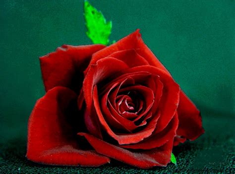 Animated Rose Gif | Amazing Wallpapers