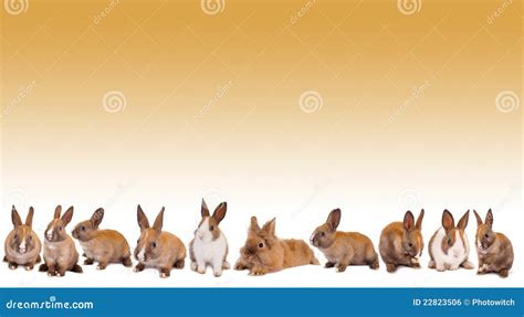 Easter bunny rabbit border stock photo. Image of space - 22823506