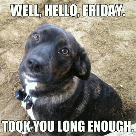 Pin by Peggy Newman on Happy Everything!!!! | Friday dog, Funny dog memes, Dog memes