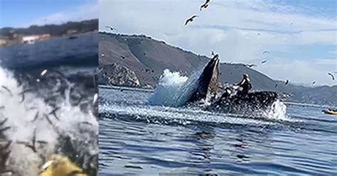 Kayaker Films Herself Almost Getting Swallowed by a Humpback Whale | PetaPixel