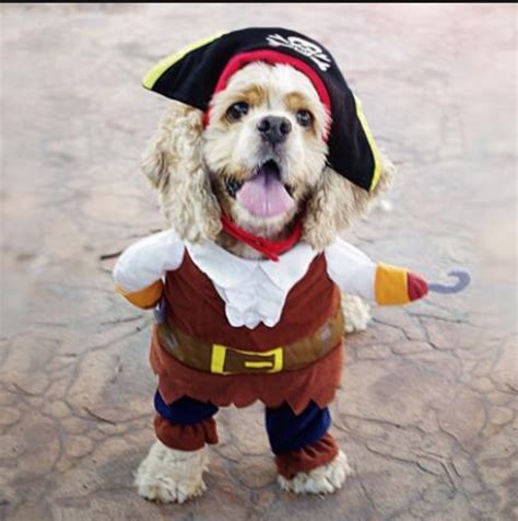 Funny Halloween Costumes for Pets + How to have a fun but SAFE Halloween with your pets. — We ...