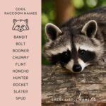 160+ Best Raccoon Names (Cool, Funny, and Cute) - Every Little Name