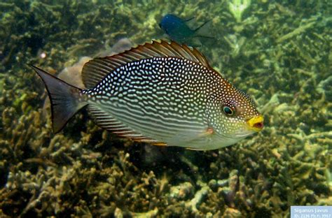 Ikan Baronang (Siganus sp) - Biota Dunia Perairan