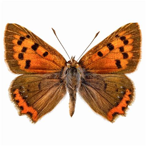 Small copper butterfly stock image. Image of wildlife - 269190493