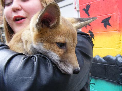 European red fox cub at Wickid Pets - Animal Adventure, 29 April 2011 ...