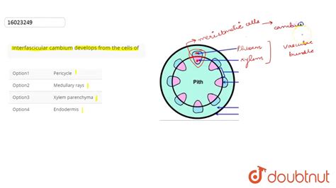 Interfascicular cambium develops from the cells of - YouTube