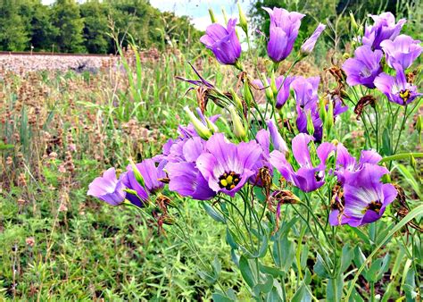 Eustoma russellianum - Eustoma grandiflorum - Texas bluebells care and culture | Travaldo's blog