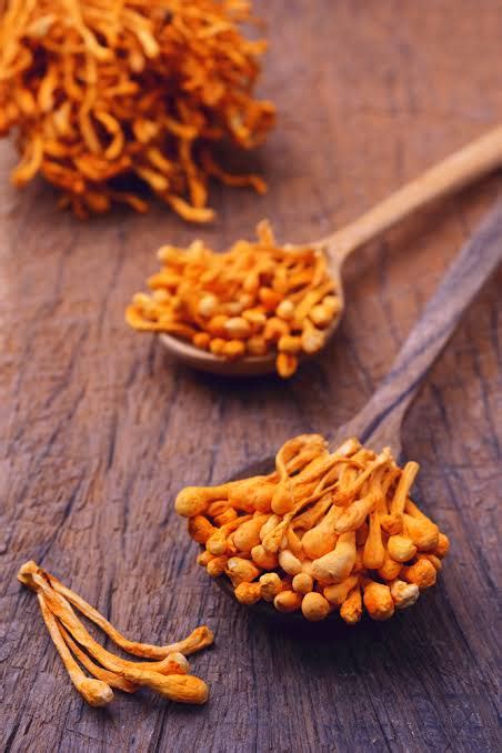 Cordyceps - Medicinal Benefits, Dosage and Precautions