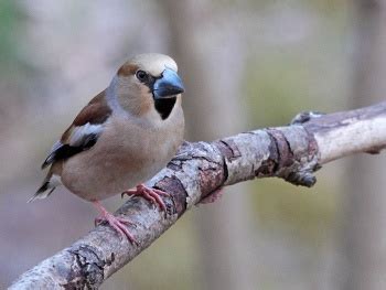 Hawfinch - BirdForum Opus | BirdForum