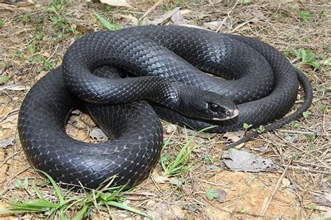 black colored snakes | Black Racer Snake Photos | Reptiles facts, Reptiles and amphibians, Snake